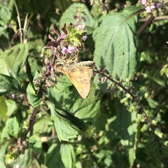 Atalopedes campestris