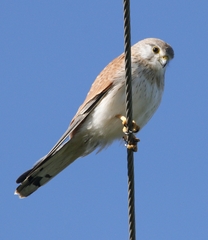 Falco cenchroides cenchroides