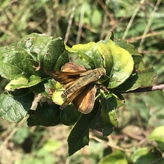Atalopedes campestris