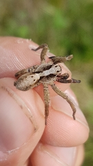 Alopecosa inquilina