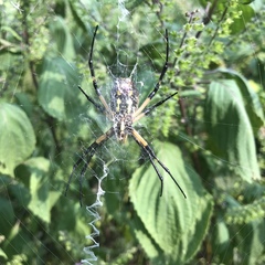 Argiope aurantia
