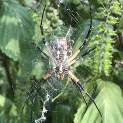 Argiope aurantia