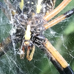 Argiope aurantia