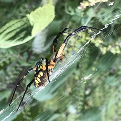 Argiope aurantia