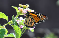 Danaus plexippus