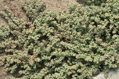 Euphorbia maculata
