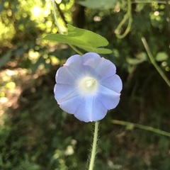 Ipomoea hederacea