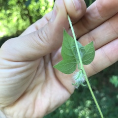 Ipomoea hederacea