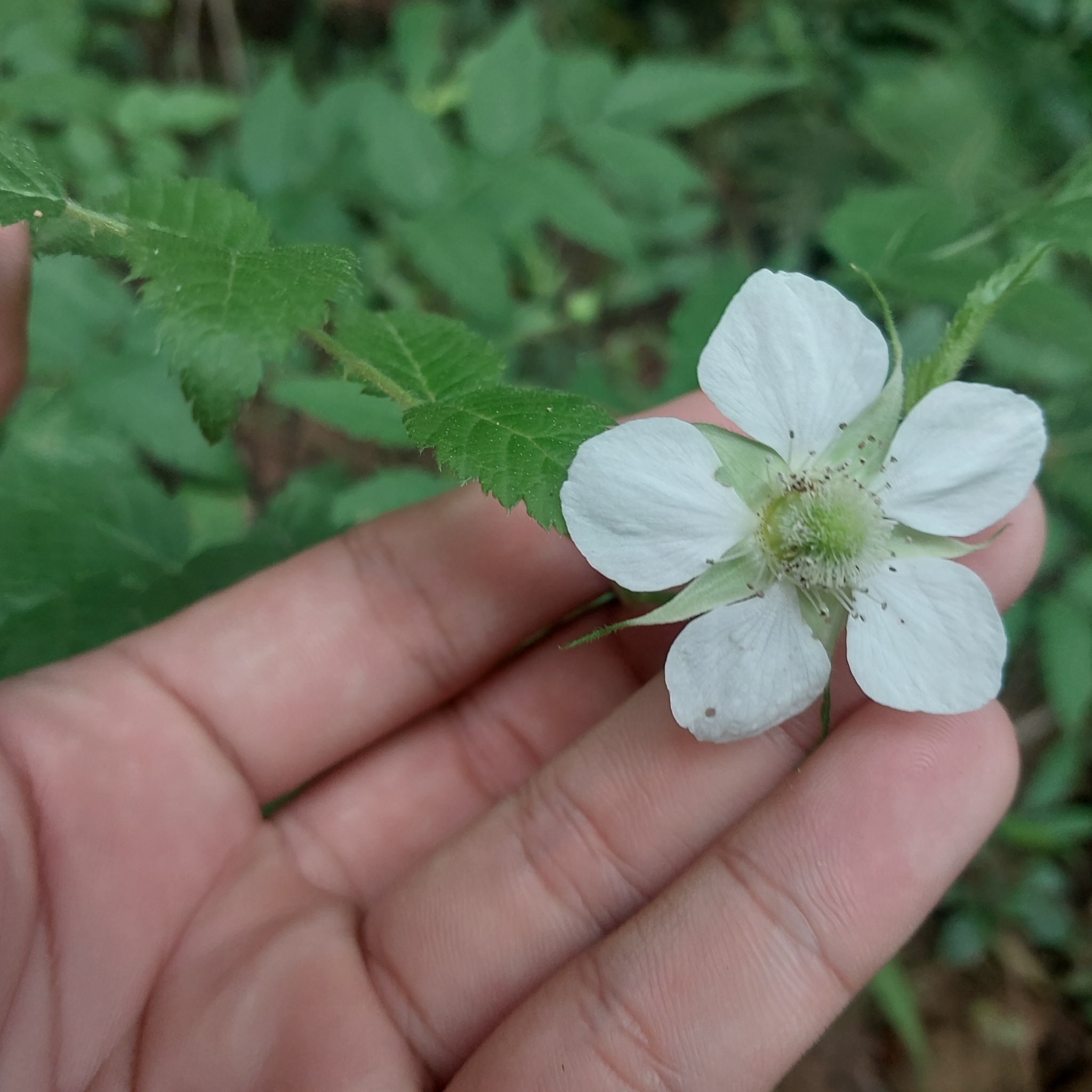 Rubus rosifolius