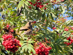 Turdus iliacus