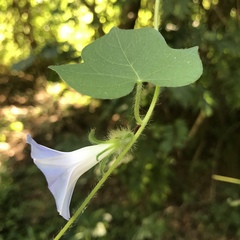 Ipomoea hederacea