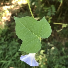 Ipomoea hederacea