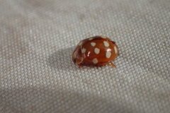 Calvia quatuordecimguttata