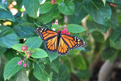 Danaus plexippus