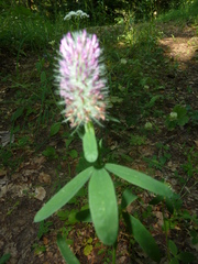 Trifolium rubens