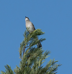 Mimus polyglottos