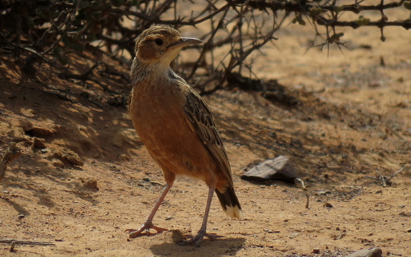 Spike-heeled Lark (Chersomanes albofasciata) photo