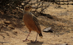 Spike-Heeled Lark photo 1