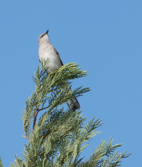 Mimus polyglottos