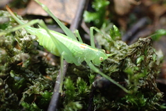 Meconema meridionale