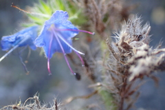 Echium vulgare