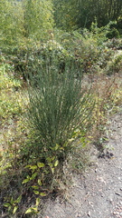 Cytisus scoparius