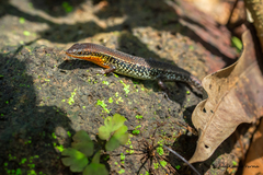 Eutropis macularia