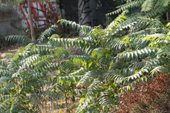 Ailanthus altissima