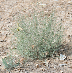 Salsola