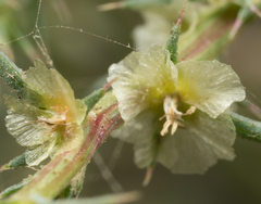 Salsola