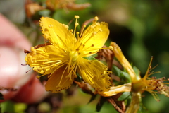 Hypericum perforatum