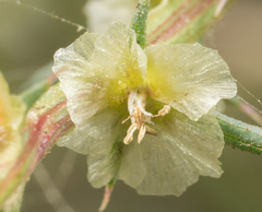 Salsola