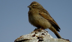 Emberiza impetuani