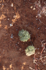 Eriospermum paradoxum