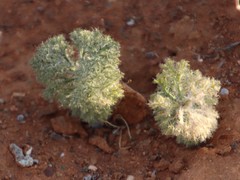 Eriospermum paradoxum