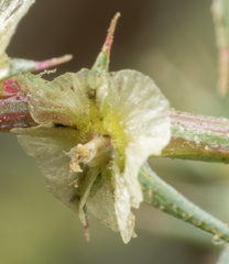 Salsola