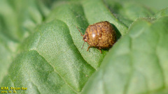 Megacopta punctatissima