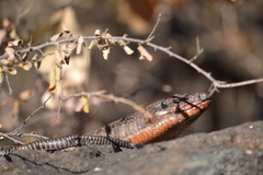 Matobosaurus validus