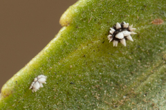 Ceroplastes cirripediformis