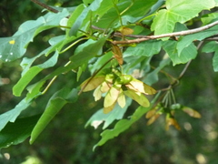 Acer opalus obtusatum