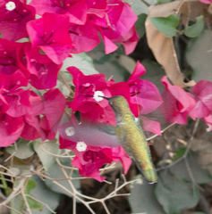 Calypte anna