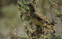 Galerida magnirostris