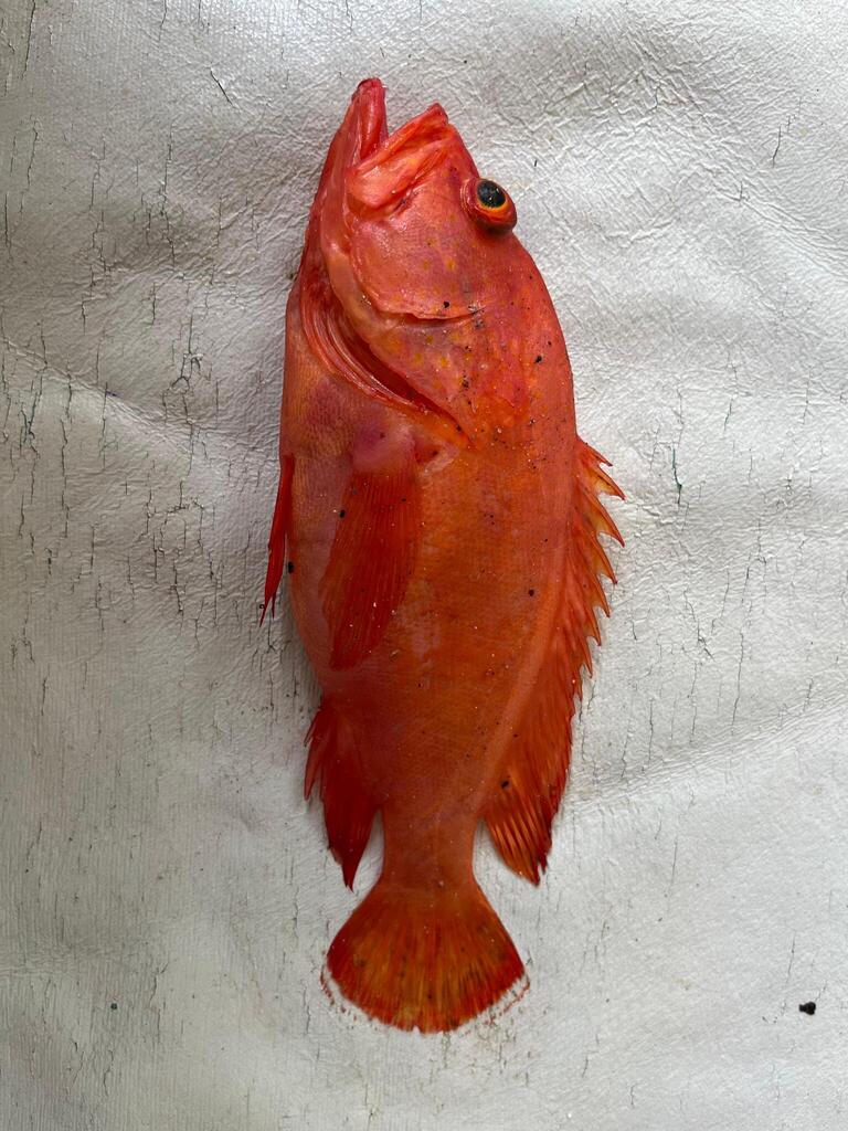 Golden hind (Cephalopholis aurantia) — Serranidae