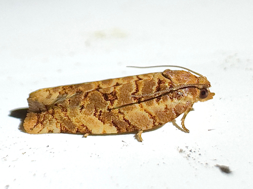 Georgia Archips Moth photo 5