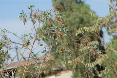 Nicotiana glauca