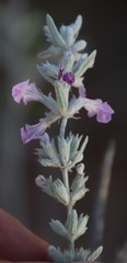 Stachys rugosa