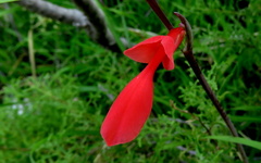 Gladiolus splendens