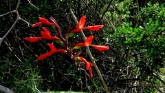 Gladiolus splendens