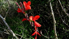 Gladiolus splendens
