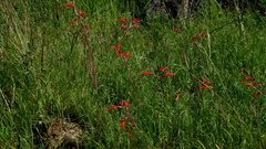 Gladiolus splendens